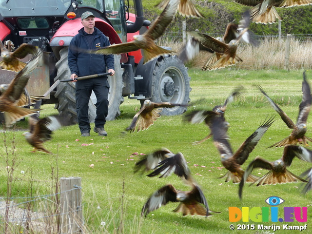 FZ015284 Red kites feeding (Milvus milvus)